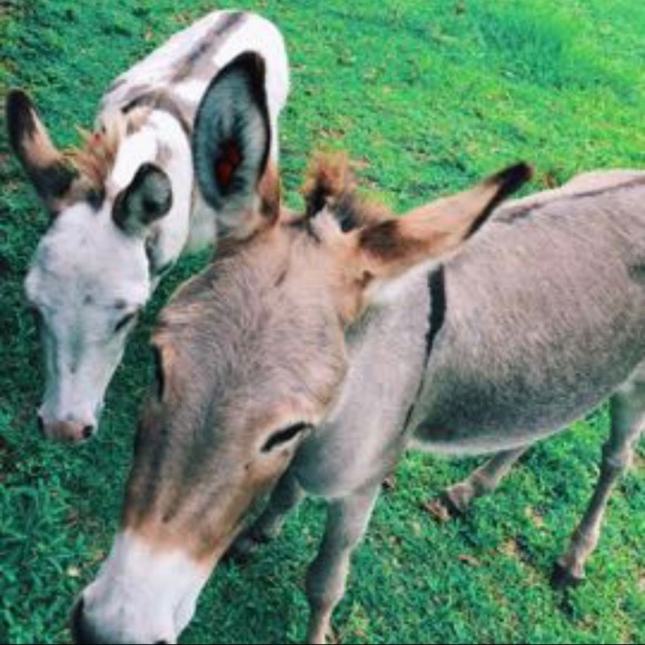 Meet your Posher, Rose - Picture 4 of 5